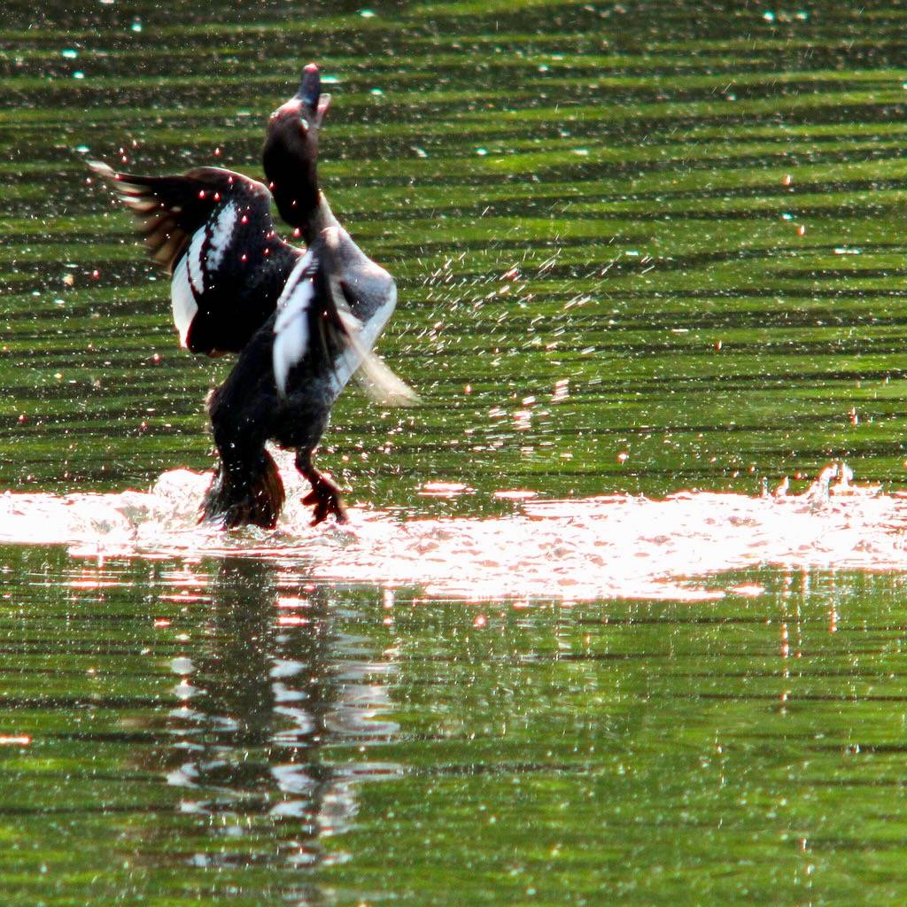 Common goldeneye, Bucephala clangula, Knipa by blondinrikard is licensed under CC BY-NC-SA 2.0; F fending off Hering Gull